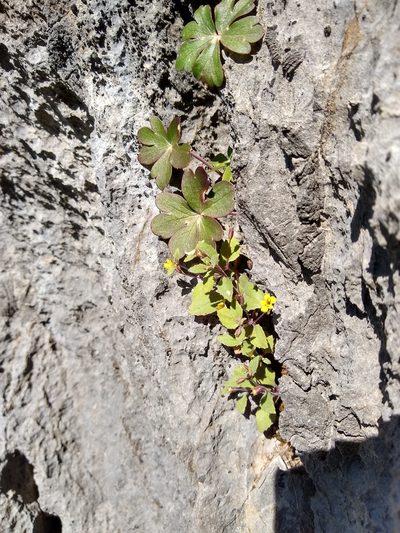 Erythranthe taylorii, photographed by Quinn Shemet