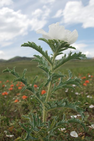 Argemone hispida, photographed by Loren Cassin Sackett