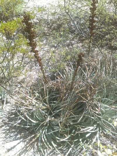 Hechtia podantha, photographed by Jose Antonio Aranda Pineda