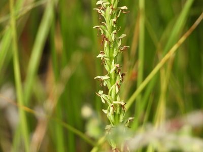 Platanthera sparsiflora, photographed by Jared Shorma