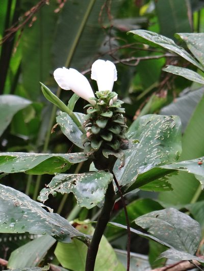 Costus arabicus, photographed by Vincent A. Vos