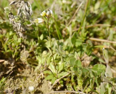 Draba praecox, photographed by Roman