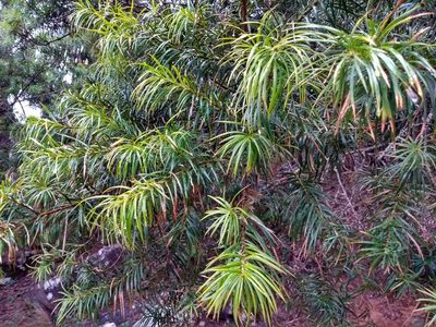 Podocarpus parlatorei, photographed by Naturalist Tours