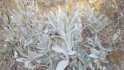 Eriodictyon tomentosum, photographed by Amthinkia