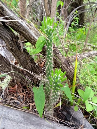 Austrocylindropuntia vestita, photographed by Naturalist Tours