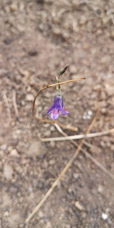 Conanthera trimaculata, photographed by Darío De la Fuente