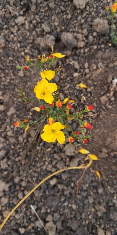 Linum macraei, photographed by Darío De la Fuente