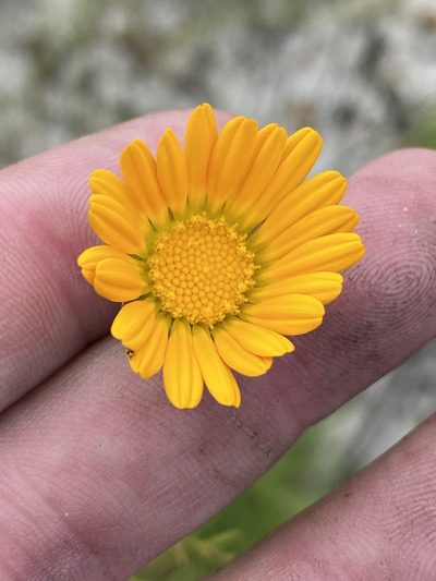 Ursinia oreogena, photographed by Dave U