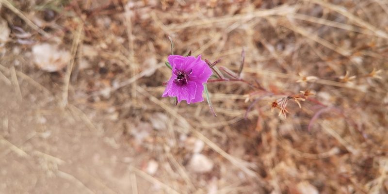 Clarkia tenella, photographed by Darío De la Fuente