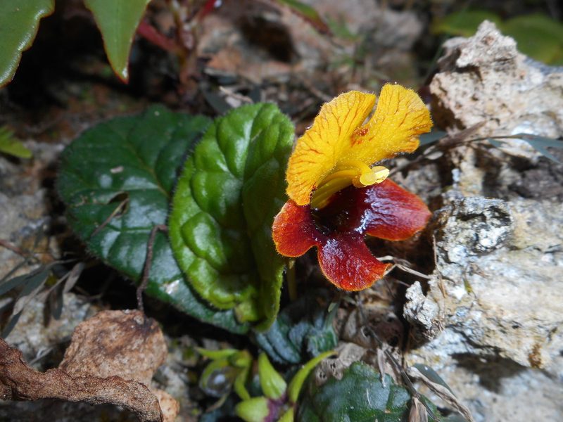 Gesneria depressa, photographed by J. L. Gómez-Hechavarría
