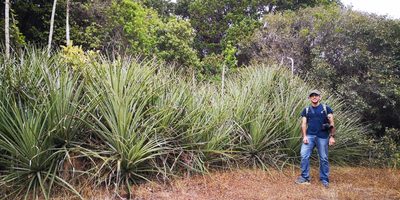 Puya chilensis, photographed by Darío De la Fuente