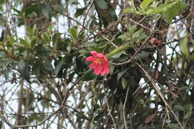 Passiflora mixta, photographed by GERMAN LEONEL SARMIENTO CRUZ