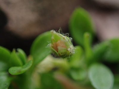 Stellaria apetala, photographed by Daniel Cahen