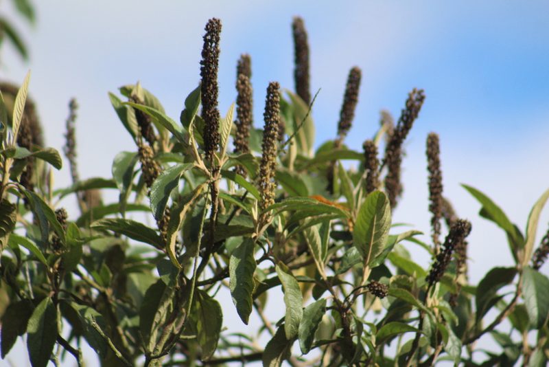 Abatia parviflora, photographed by GERMAN LEONEL SARMIENTO CRUZ
