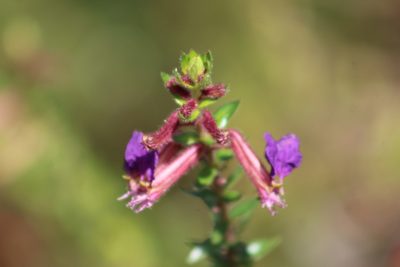 Cuphea dipetala, photographed by GERMAN LEONEL SARMIENTO CRUZ
