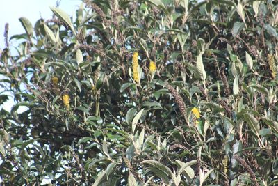 Abatia parviflora, photographed by GERMAN LEONEL SARMIENTO CRUZ