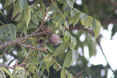 Juglans neotropica, photographed by GERMAN LEONEL SARMIENTO CRUZ