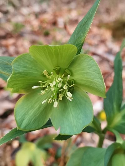 Helleborus odorus, photographed by Ljaž