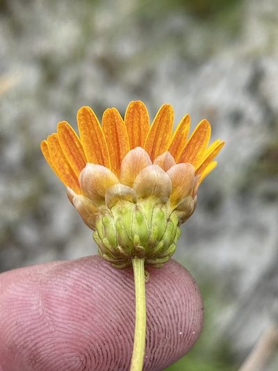 Ursinia oreogena, photographed by Dave U