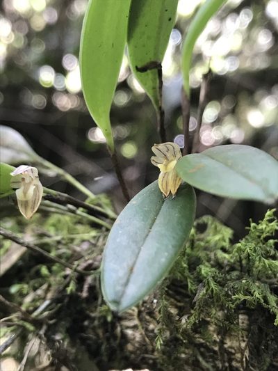Pleurothallopsis striata, photographed by Nicolás Baresch Uribe