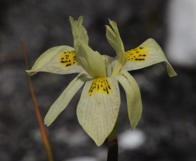 Moraea anomala, photographed by Tony Rebelo