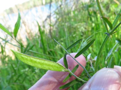 Vicia minutiflora, photographed by Annika Lindqvist