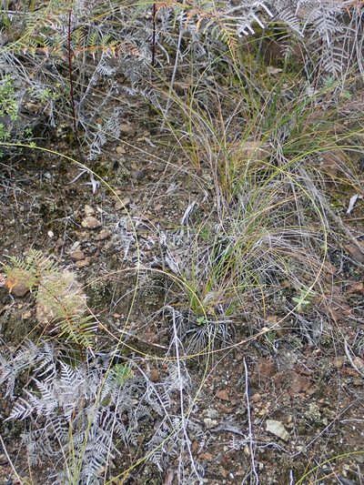 Carex devia, photographed by Peter de Lange