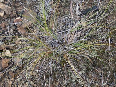 Carex devia, photographed by Peter de Lange