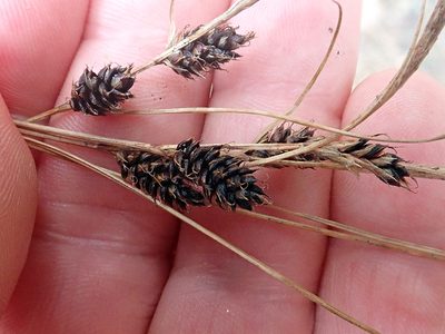 Carex devia, photographed by Peter de Lange