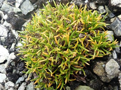 Colobanthus wallii, photographed by Peter de Lange