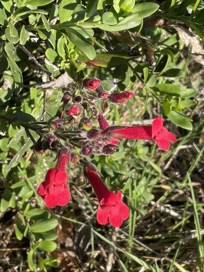 Gambelia speciosa, photographed by Sula Vanderplank