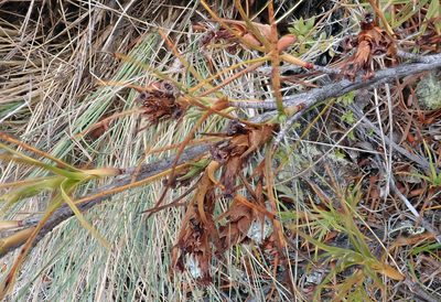 Dracophyllum ophioliticum, photographed by Peter de Lange
