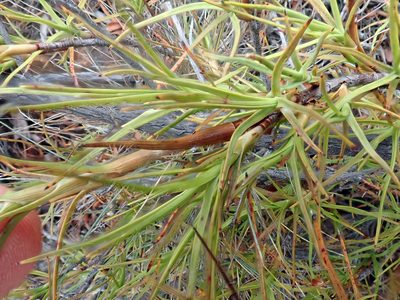 Dracophyllum ophioliticum, photographed by Peter de Lange