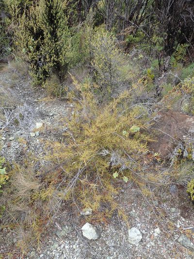 Dracophyllum ophioliticum, photographed by Peter de Lange