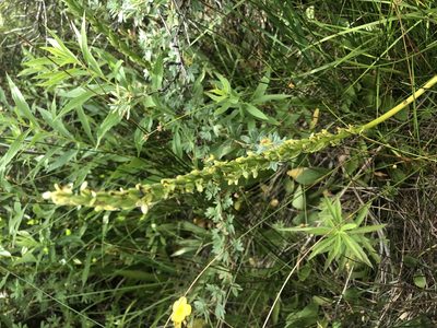 Platanthera sparsiflora, photographed by Jared Shorma