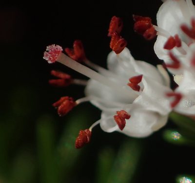 Erica oresbia, photographed by Nicola van Berkel