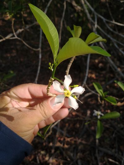Tabernaemontana amygdalifolia, photographed by Juan Cruzado Cortés