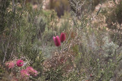 Melaleuca rugulosa, photographed by Tony Rebelo