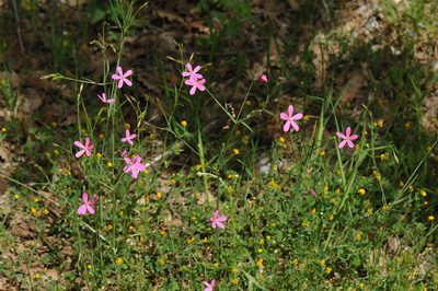 Silene ungeri, photographed by Todd Boland