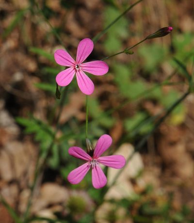 Silene ungeri, photographed by Todd Boland