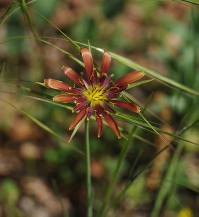 Tragopogon crocifolius, photographed by Todd Boland