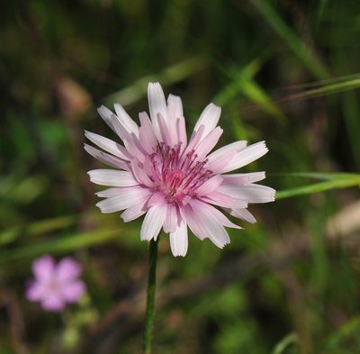Crepis rubra, photographed by Todd Boland