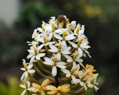 Epidendrum schistochilum, photographed by Todd Boland