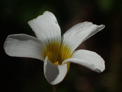 Oxalis psilopoda, photographed by Nicola van Berkel