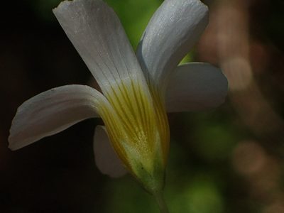 Oxalis psilopoda, photographed by Nicola van Berkel