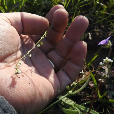 Athysanus pusillus, photographed by Daniel Levitis
