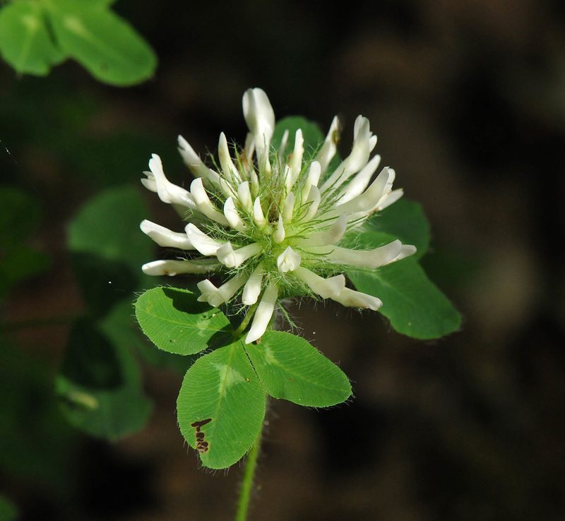 Trifolium pignantii, photographed by Todd Boland