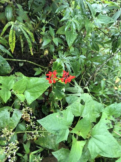 Begonia stenotepala, photographed by Jared Shorma