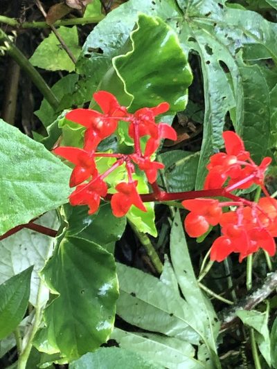 Begonia stenotepala, photographed by Jared Shorma