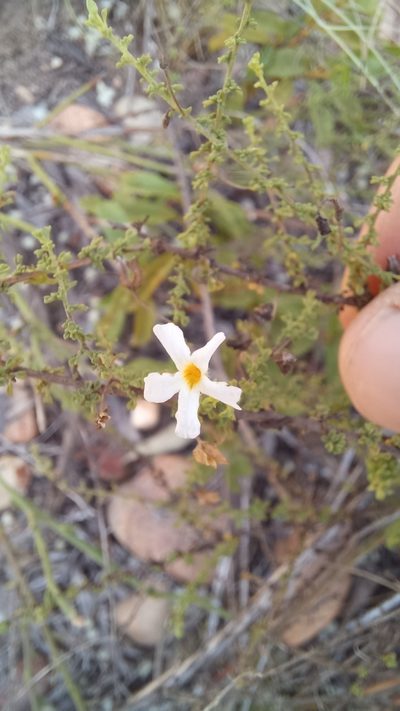 Jamesbrittenia argentea, photographed by kevin koen